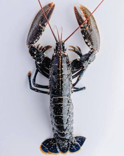 Scottish Lobster